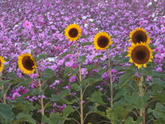 夏？秋？