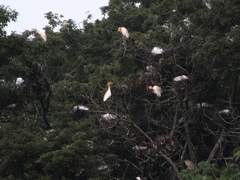 あまさぎも