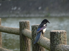 パンダみたいでしょ