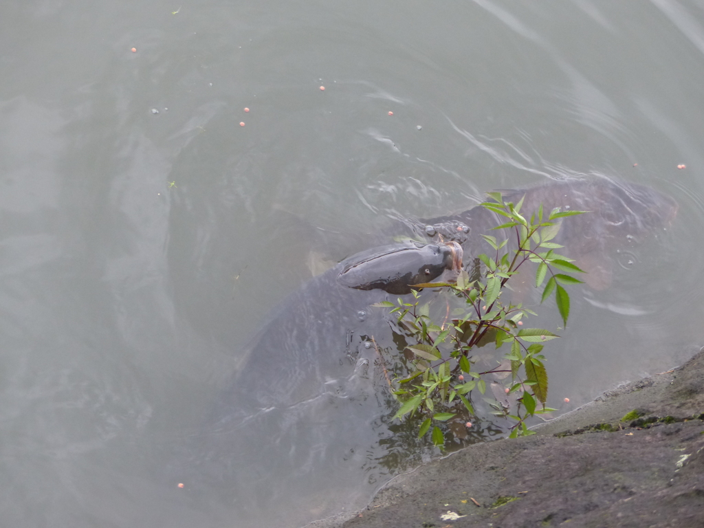 来い、こい、鯉