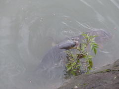 来い、こい、鯉