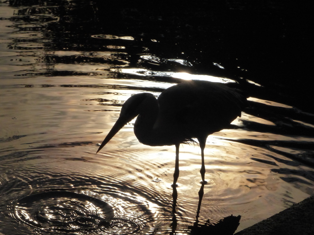 久しぶりの火の鳥シリーズ