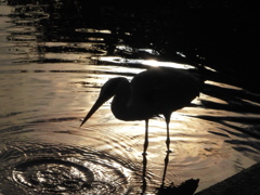 久しぶりの火の鳥シリーズ