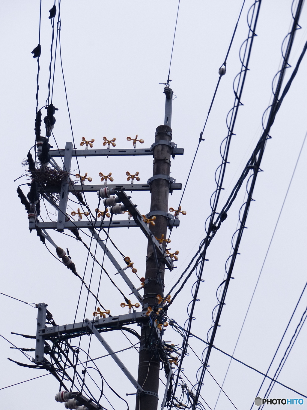 ここは巣作り禁止