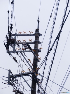 ここは巣作り禁止