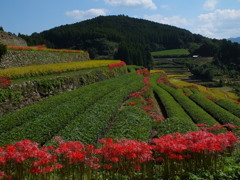 茶畑に