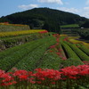 茶畑に