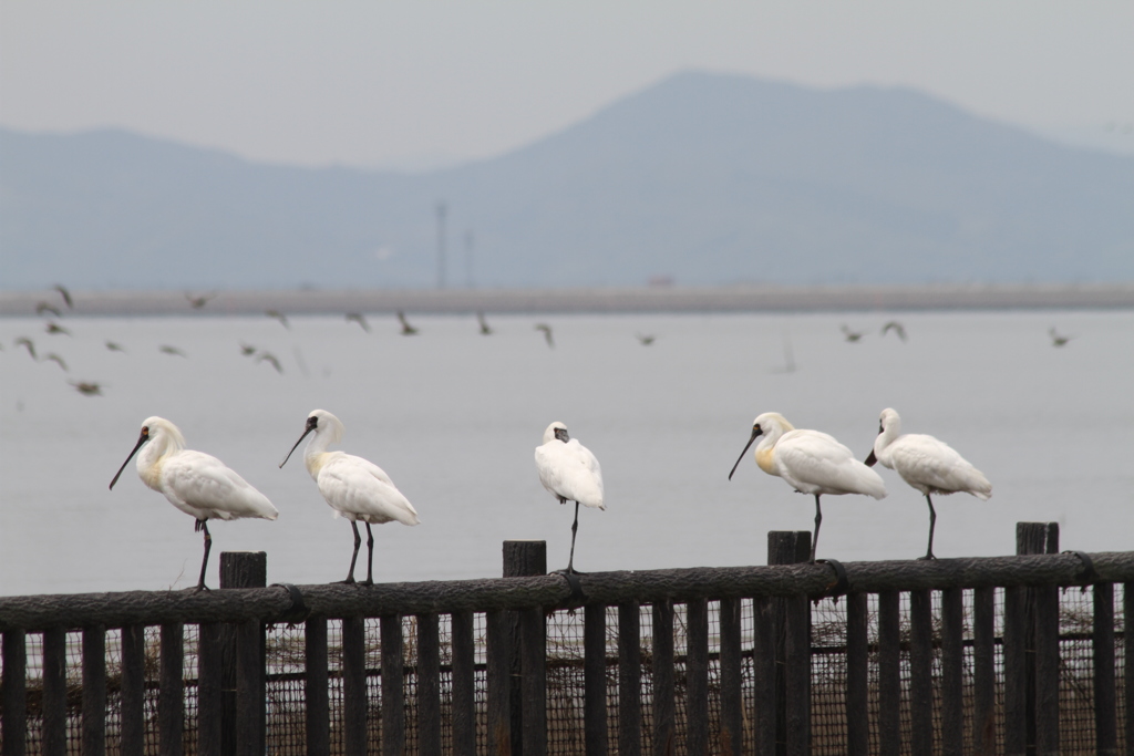 クロツラヘラサギ