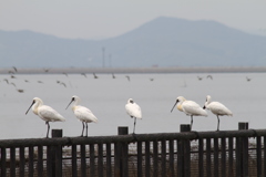 クロツラヘラサギ