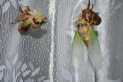 セミプロカメラマン