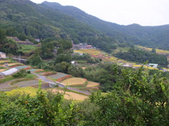 佐賀彼岸花の里