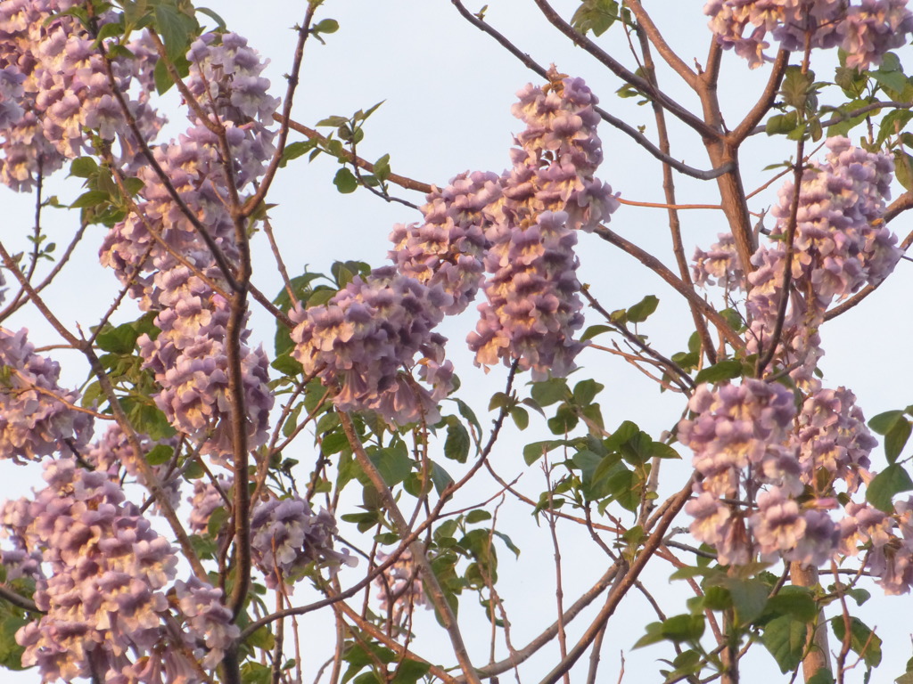 めづらしいですね