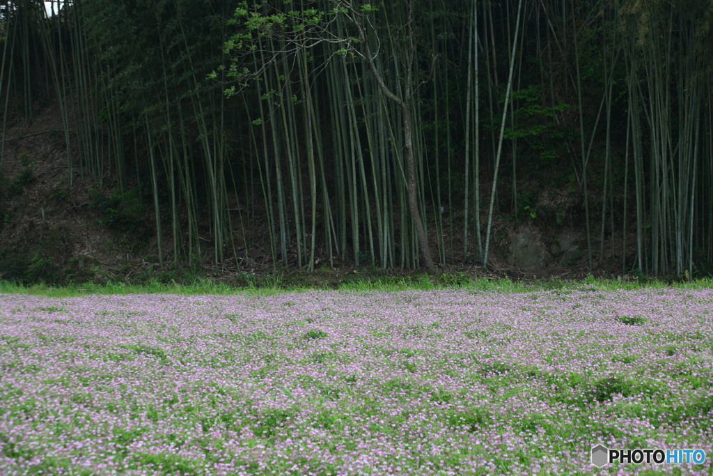 蓮華２