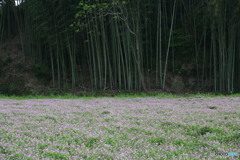蓮華２