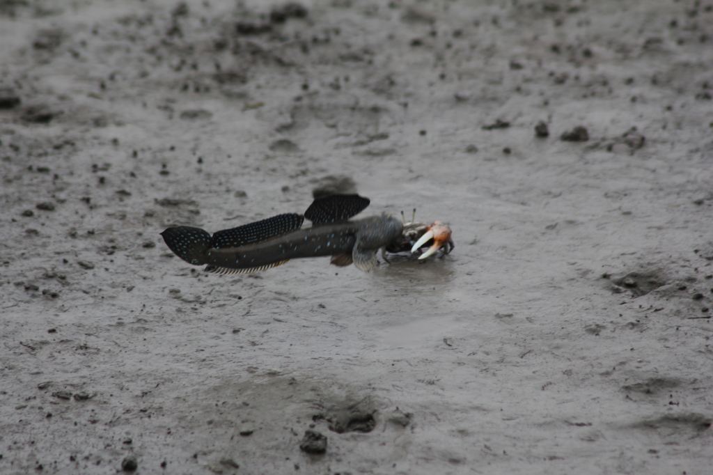 蟹さんじゃまですよ