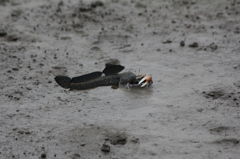 蟹さんじゃまですよ