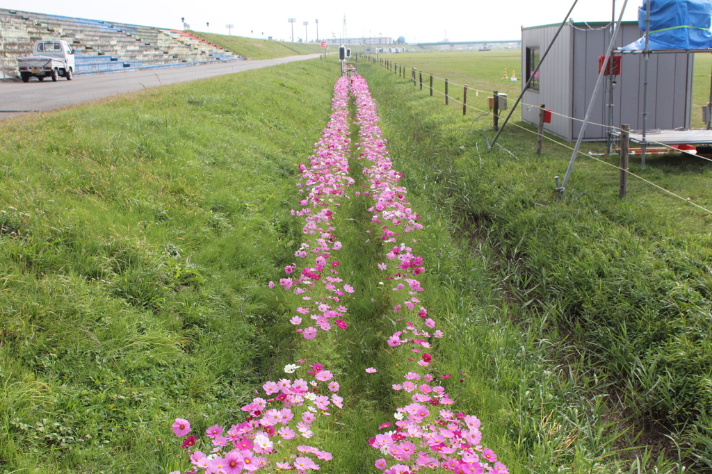 コスモス待ってます