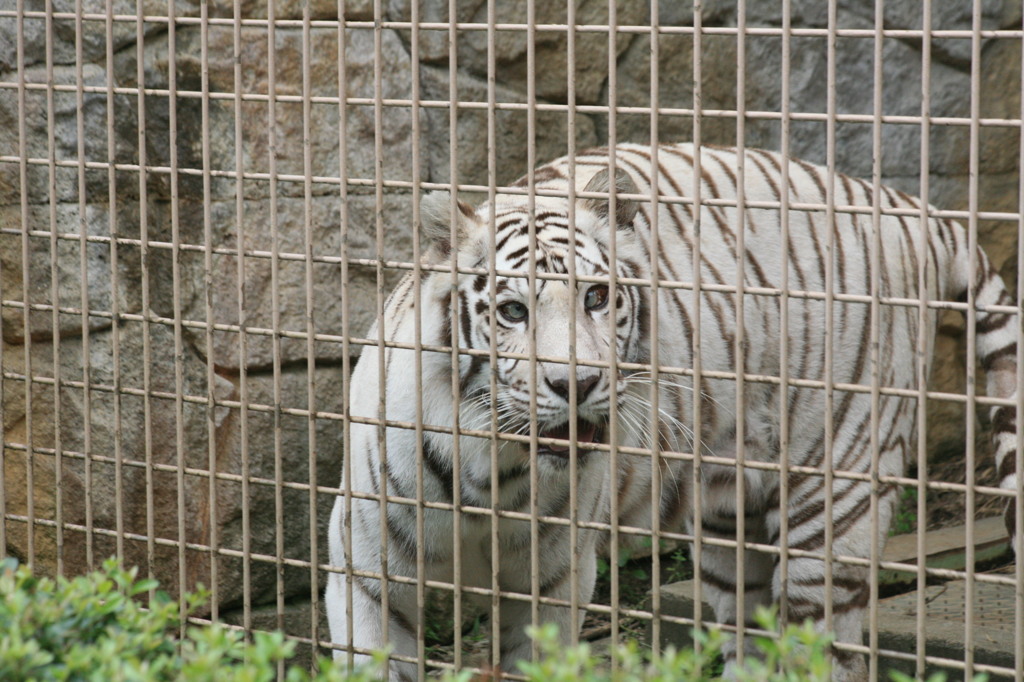 人気の大牟田動物園