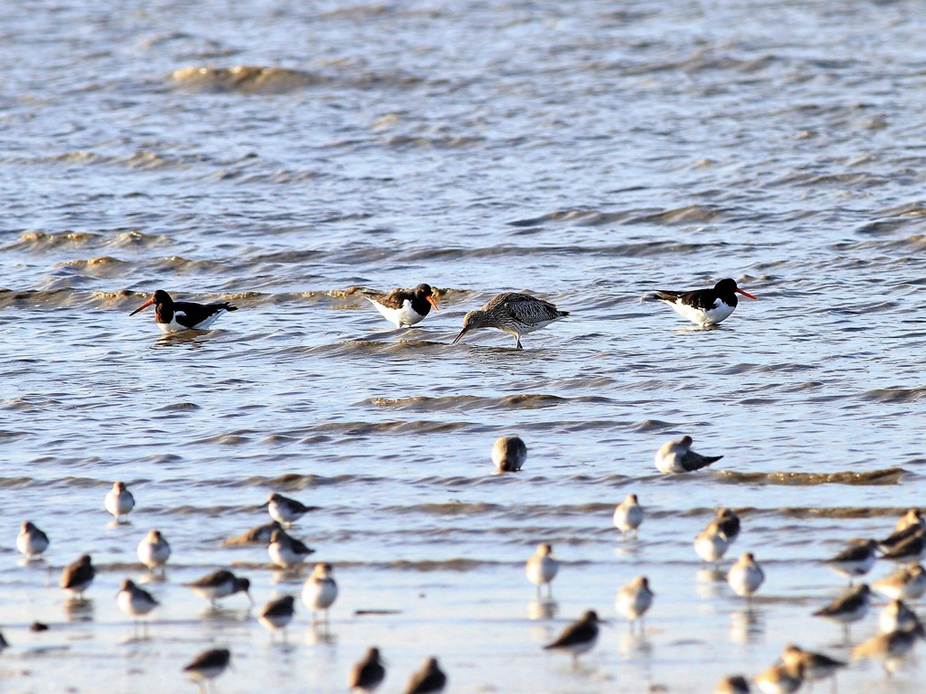 みやこどり３羽