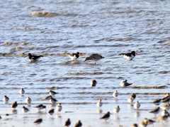 みやこどり３羽