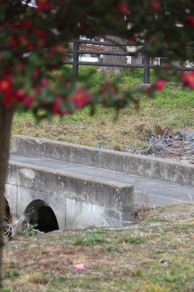 まるちゃんを探せ