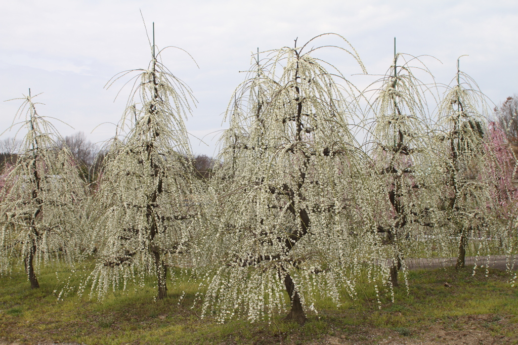 にほんいちの植木産地ですよ