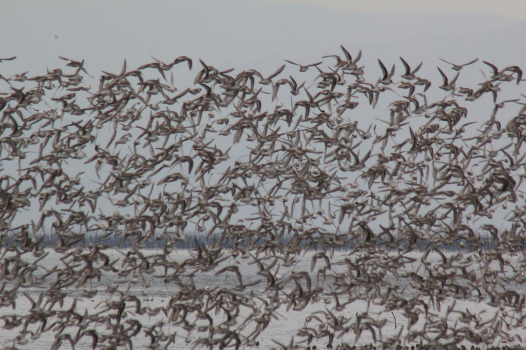 集団シギ