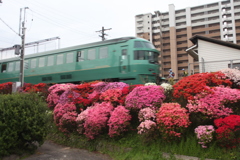 ゆふぃんのもり