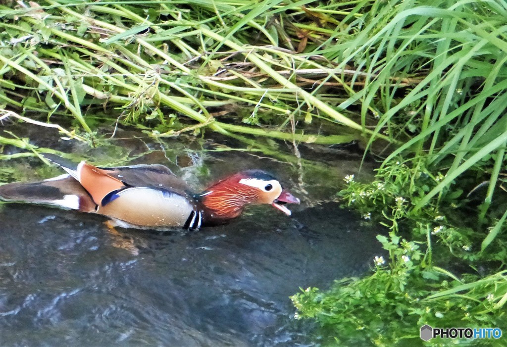 冬鳥といえば