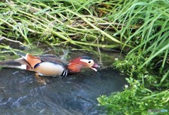 冬鳥といえば