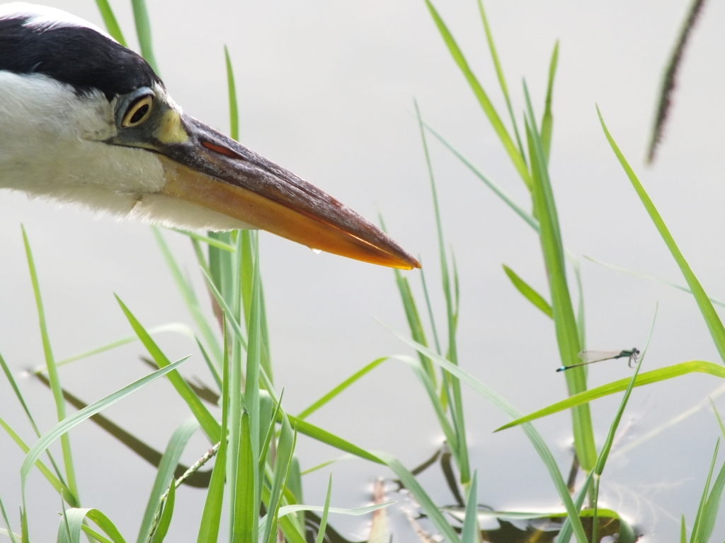 これは小さいので