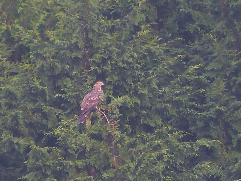 ハチクマ、、、アップで
