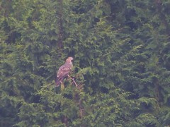 ハチクマ、、、アップで