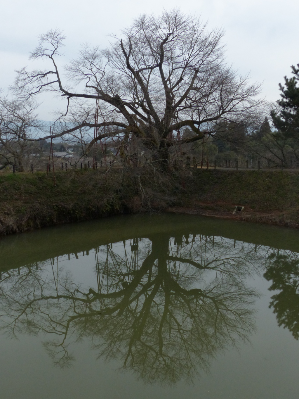 大きな枝がないです