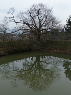 大きな枝がないです