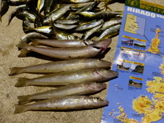 平戸のキスはでかい