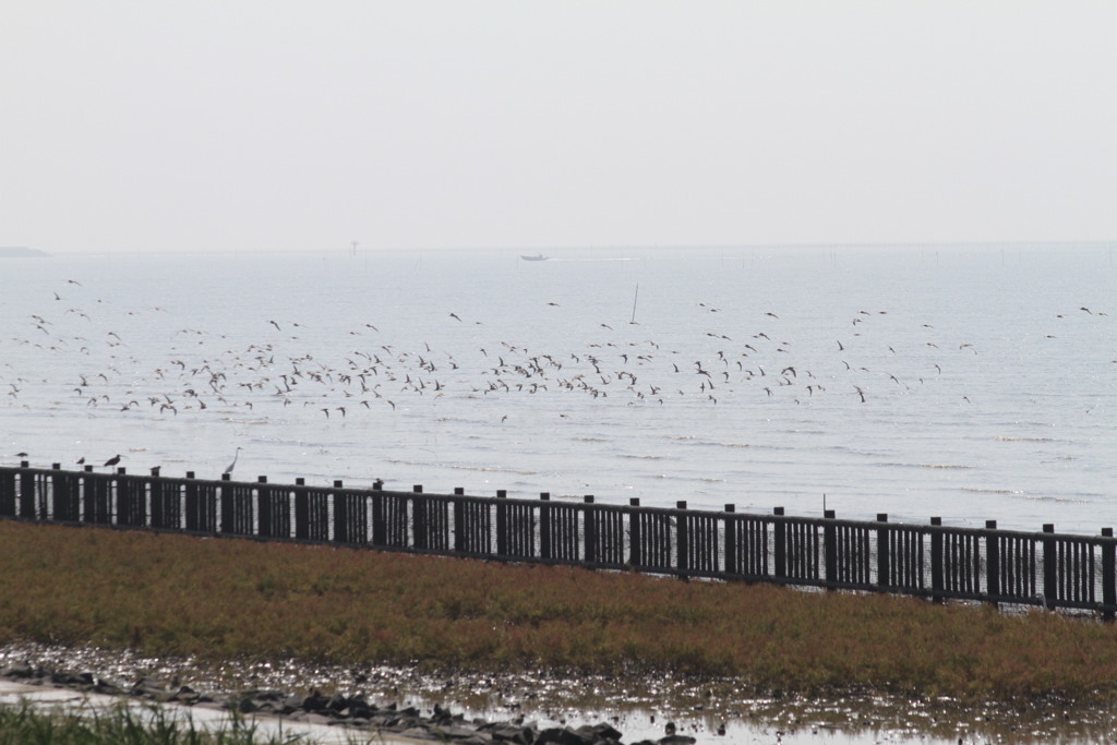 はましぎまだ少ない