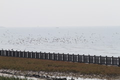 はましぎまだ少ない