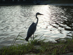 火の鳥