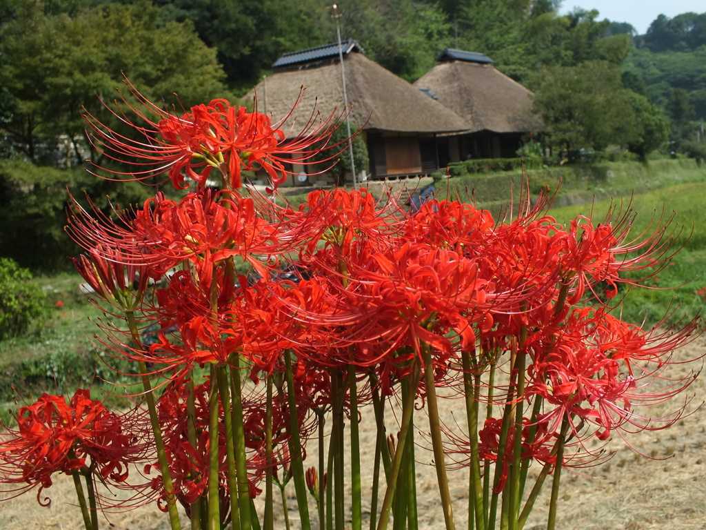 昨年の写真ですが