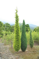 最初はこれくらい