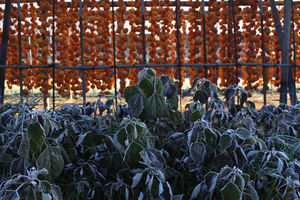 今朝は冷えました