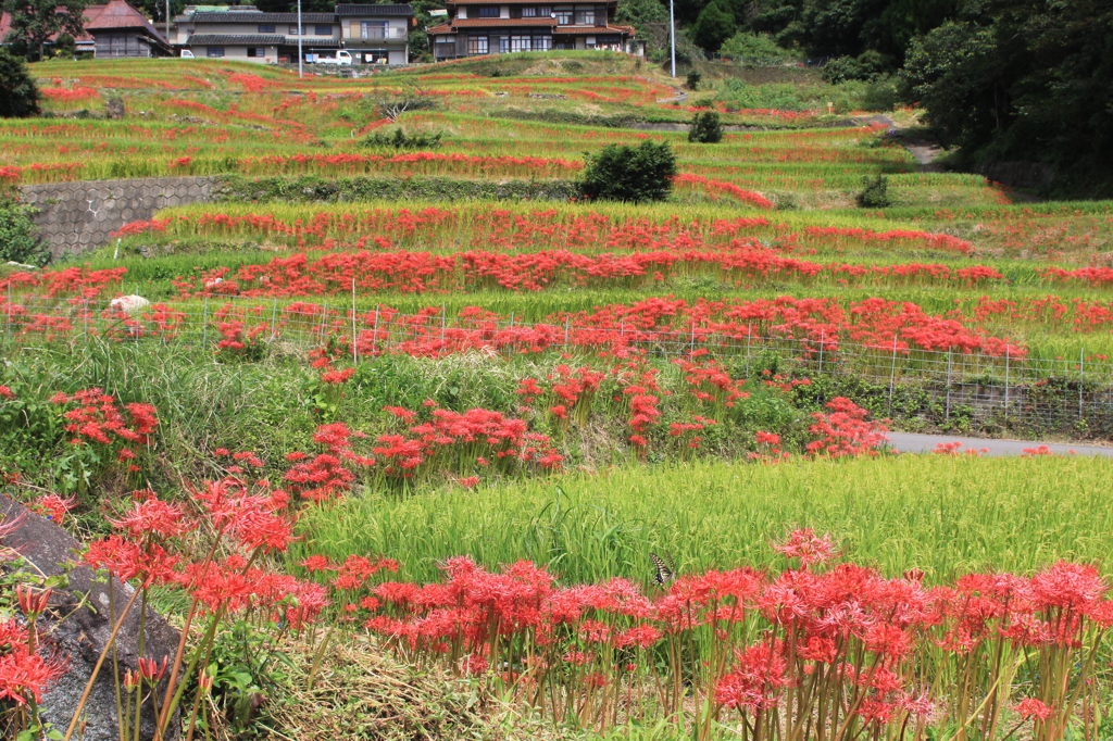 夜はイノシシが