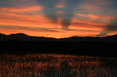 きれいかったですが