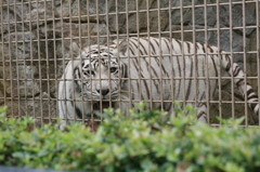 めづらしいですね