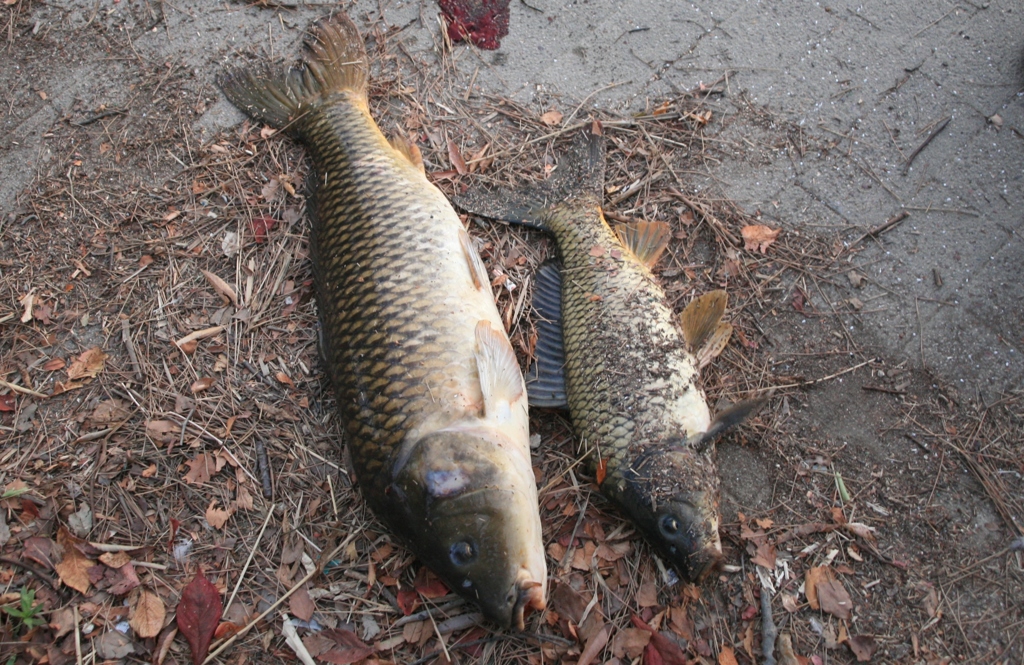 ぎょ、魚，ギョ