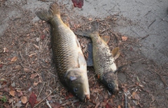 ぎょ、魚，ギョ