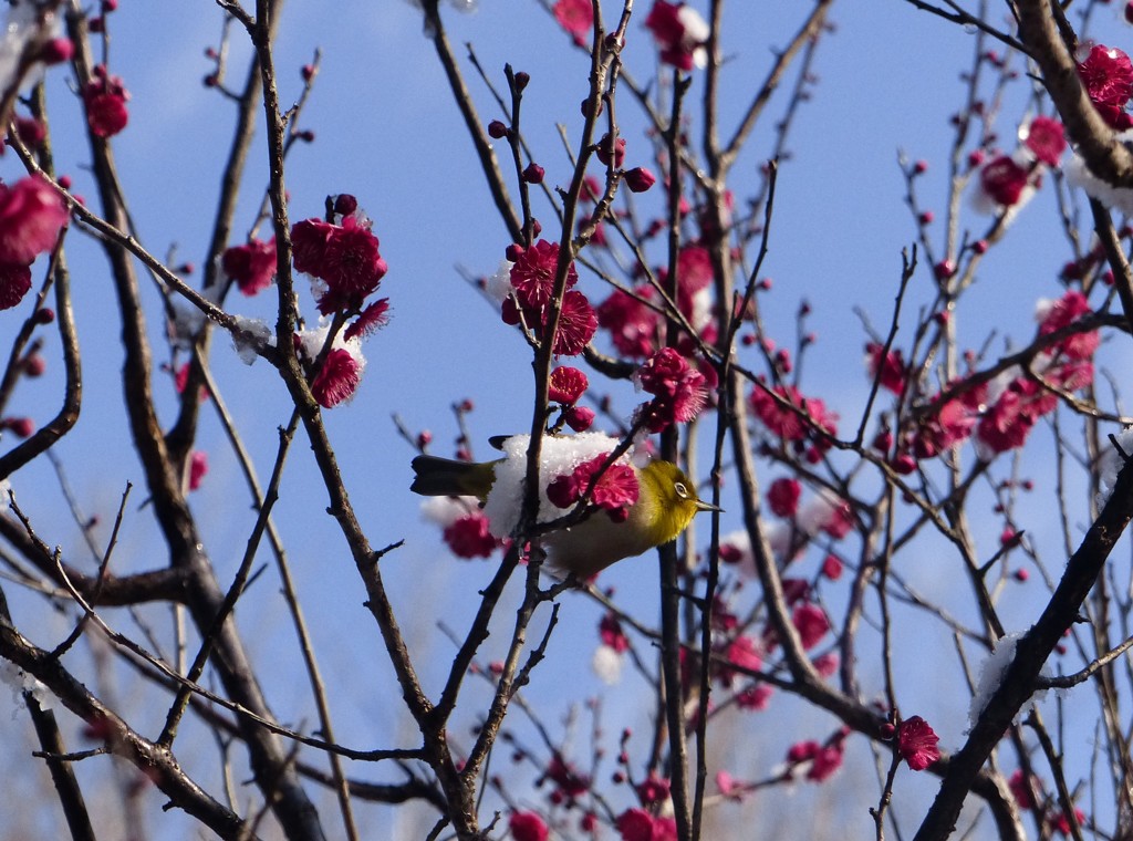 雪にはメジロが