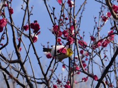 雪にはメジロが