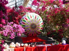 ブーゲンベリア